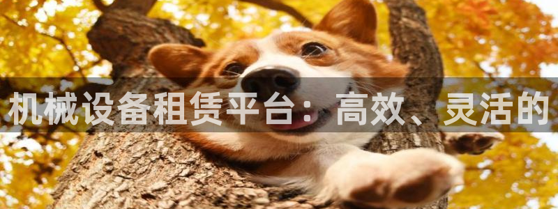 九游会上不去了